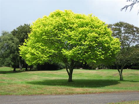 Filebright Green Tree Waikato