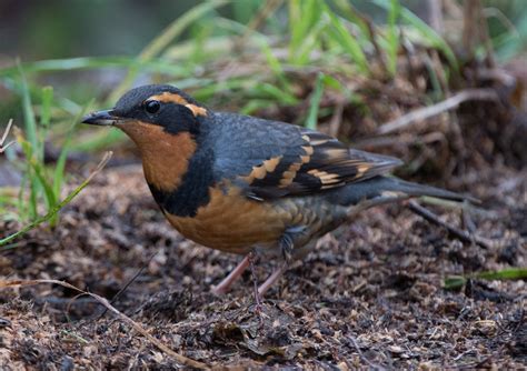 Stalking The Wild Varied Thrush Wings Over Skagit