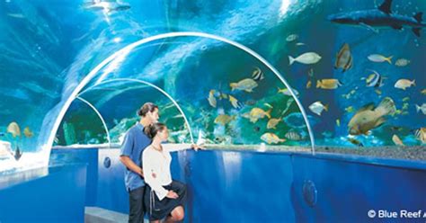 Blue Reef Aquarium Hastings Leshuttle