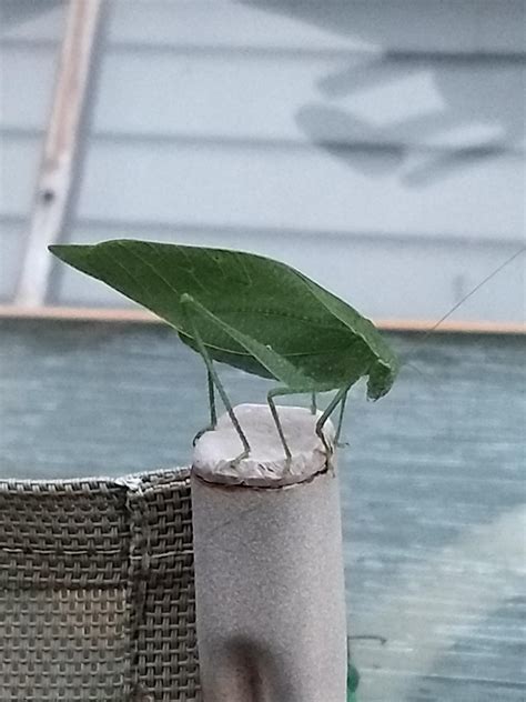 This Grasshopper That Looks Like A Leaf Who Showed Up In My Backyard Pics