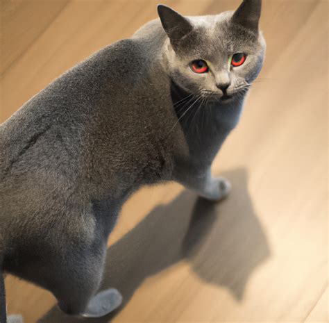 How Large Do Chartreux Cats Get