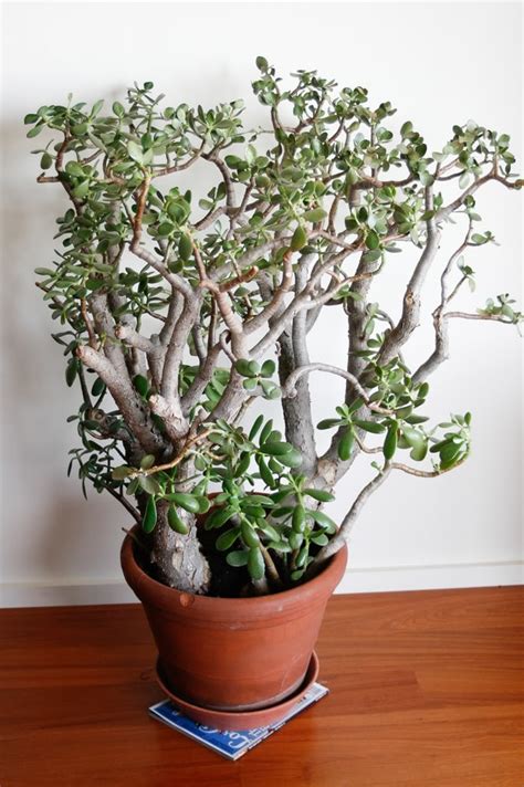 Jade/Money Tree | JADE PLANTS | Pinterest