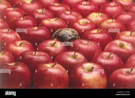 Une Pomme Pourrie Banque De Photographies Et Dimages à Haute