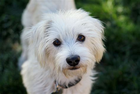 Petfinder Dog Breed Profile