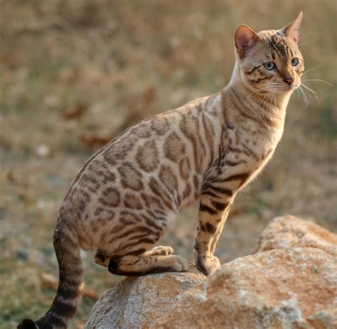 The Bengal Breed