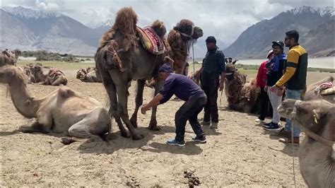 Double Hump Camel Nubra Valley Leh Ladakh Youtube