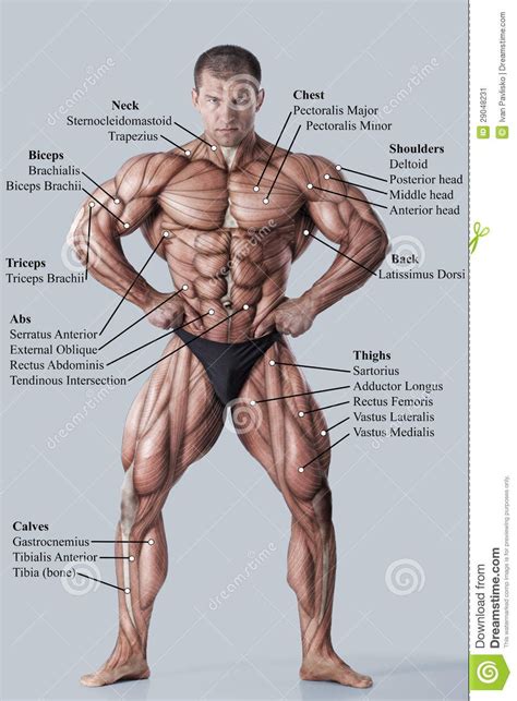 Photo About Anatomy Of Male Muscular System Anterior View Full Body