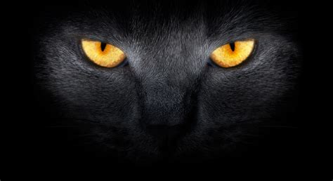 Mystic eyes colored contact lenses! halloween-black-cat-eyes - Campus Commons Pet Hospital