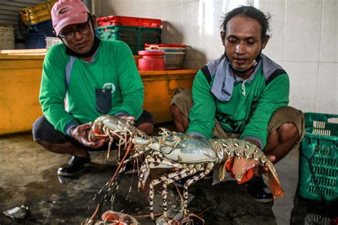 Cara Ternak Udang Lobster Air Laut