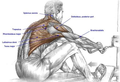 Rows Exercise Muscles