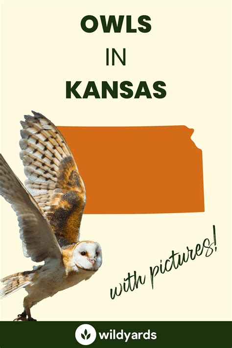 All 9 Owls In Kansas With Sounds And Pictures