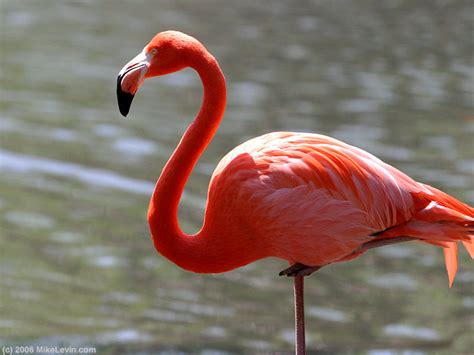 American Flamingo Great Birds ~ Bird And Bird