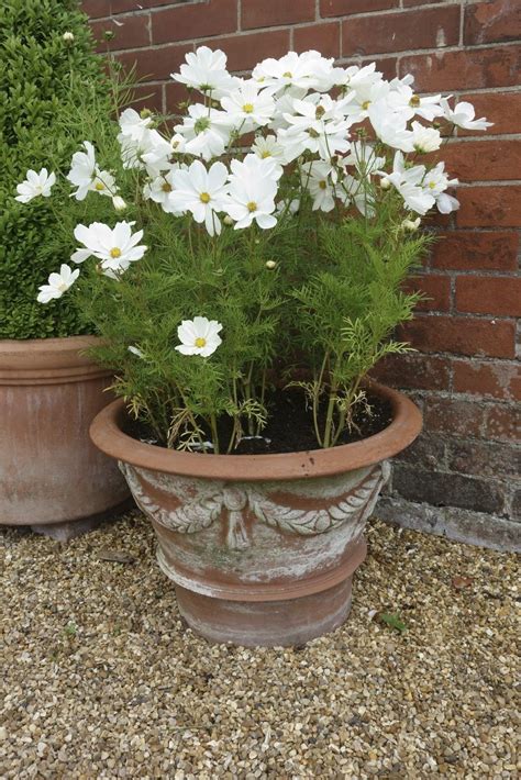 Potted Cosmos Flowers How To Grow Cosmos In A Pot Gardening Know How