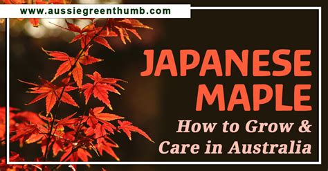 Japanese Maple How To Grow And Care In Australia Agt