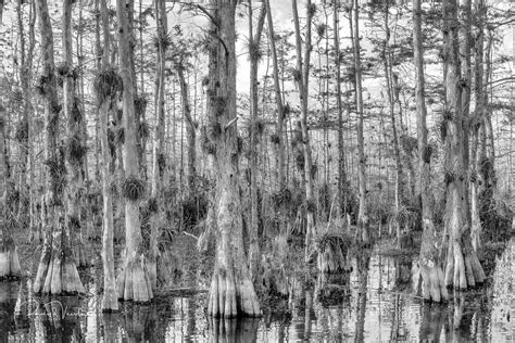 Big Cypress Swamp Rudy Wilms Flickr