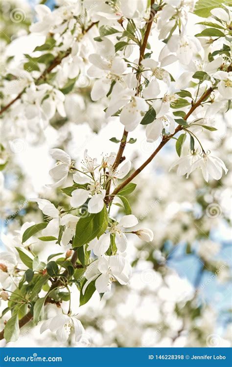 Beautiful White Cherry Blossoms On A Spring Day Stock Photo Image Of