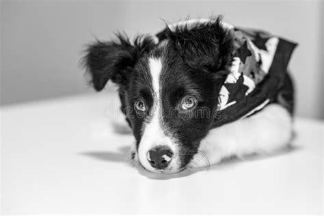 Border Collie Puppy In The Forest Stock Photo Image Of Beautiful