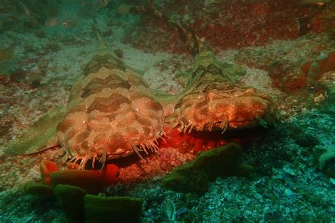 Guide To The Wobbegong Shark Shark Diving Unlimited