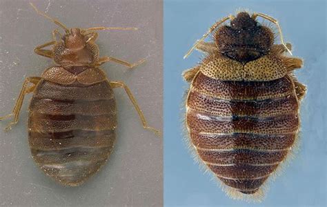 Bugs Mistaken For Bed Bugs What Bed Bugs Look Like Do Bed Bugs Have