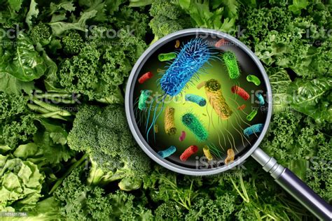 As Principais Fontes De Contaminação Dos Alimentos Por Microrganismos São