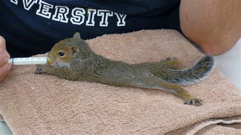 Found A Baby Squirrel Online Assessment Tool Wildlife