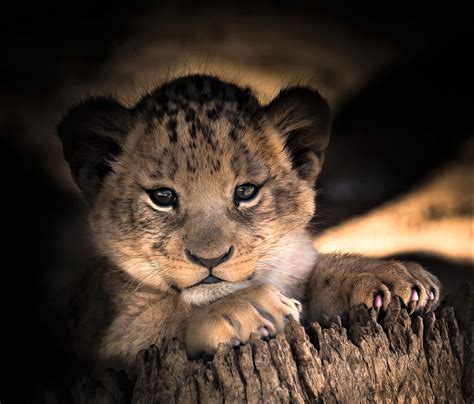 Lion Baby Animal Animal Wildlife Cute Cub Wallpaper