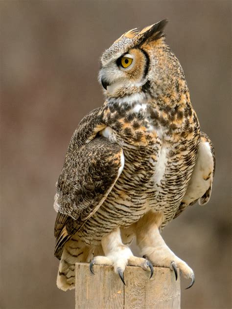 Free Photo Great Horned Owl Animal Bird Horned Free Download