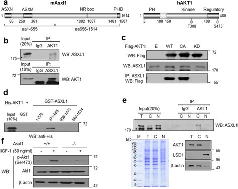 interaction of asxl1 with akt1 and its role in akt1 activation a download scientific diagram
