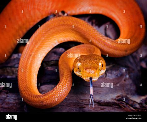 Amazon Tree Boa Snake Corallus Hortulanus Portrait With Tongue Out
