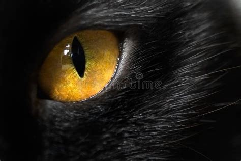 Cat Eye Close Up Stock Photo Image Of Kitten Eyes 130453054