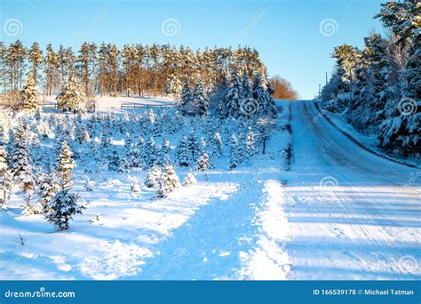 Snow Covered Christmas Tree Farm In December Stock Photo Image Of