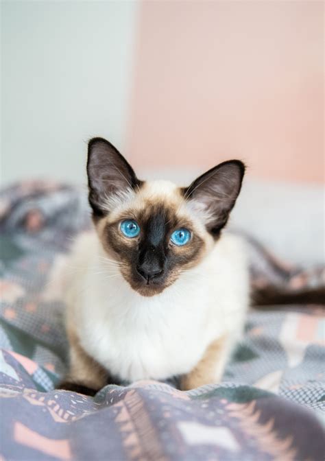 Balinese Cat Breed Information And Pictures