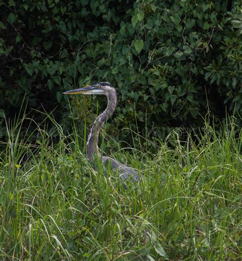 Heron Bird Wildlife Free Photo On Pixabay Pixabay