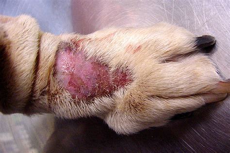 Dermatite Del Cane Sintomi Cause E Cure