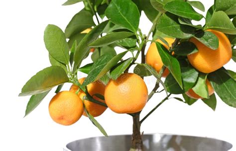 Citrus Tree With Fruit Small Orange Stock Image Image Of Eating