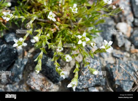 Pearlwort Hi Res Stock Photography And Images Alamy