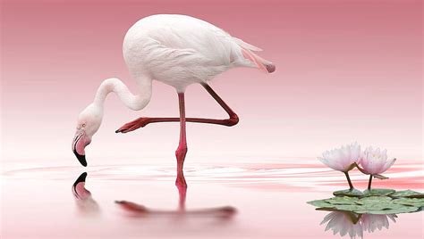 Pink Flamingo Water Birds Flamingo Pink Graphy Nature Hd