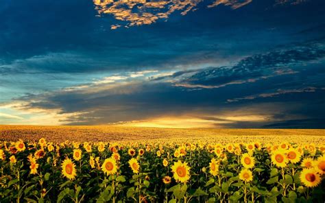 Sunflower Scenery Pictures Best Flower Site