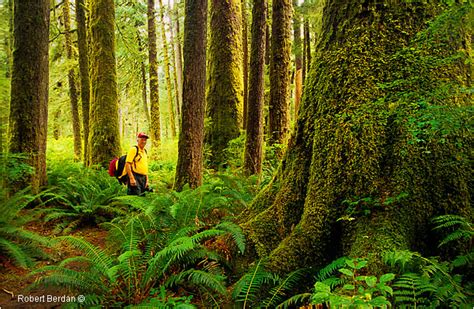 The Carmanah Valley An Ancient Rainforest On Vancouver Island The