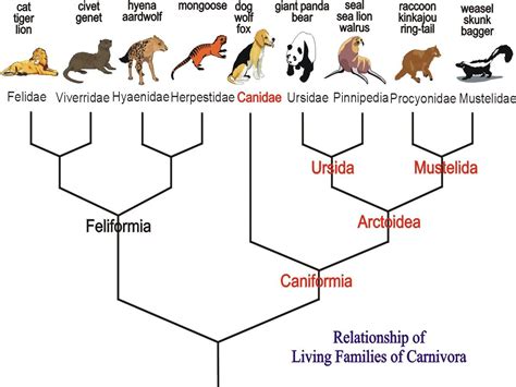 Evolution Of Mammals Chart Pets Lovers