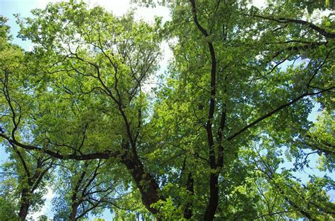 10 Species Of Elm Trees