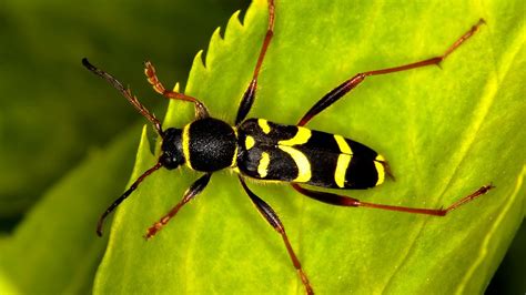 Wasp Beetle Clytus Arietis ⁴ᵏ ᵁˡᵗʳᵃ ᴴᴰ Youtube