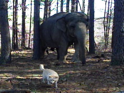 Unlikely Friendship Of Elephant And Dog Photo 2 Pictures Cbs News