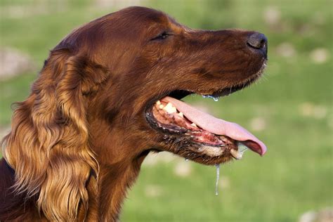 Excessive Production Of Saliva In Dogs Symptoms Causes Diagnosis