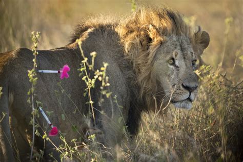Nairobi National Park Gps For Kenya S Lions Pictures Cbs News