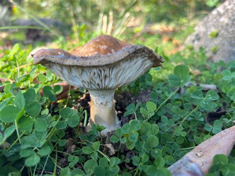 Mushroom Id Pacific Northwest Rmycology