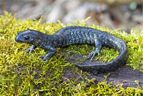 Blue Spotted Salamander Ambystoma Laterale Allen County Flickr