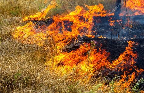 Grave sequía Los incendios forestales en el viento seco destruyen completamente el bosque y la