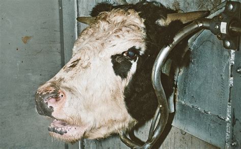 What Is Rspca Humane Slaughter Editorial Farm Transparency