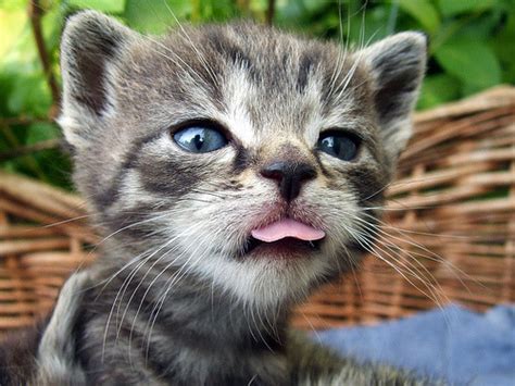 Why do cats stick their tongues out? tongueoutcats